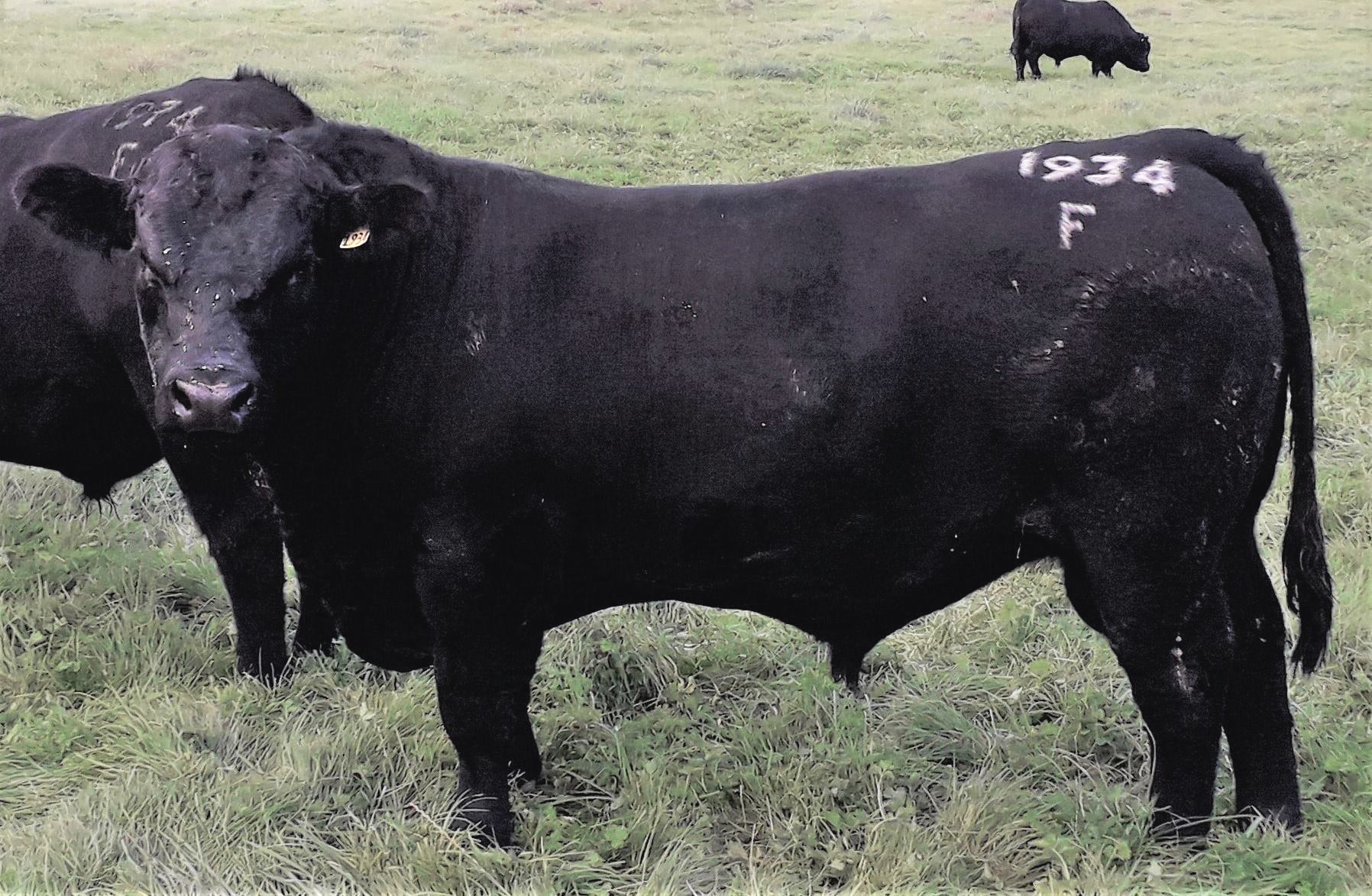 Mt Mable Angus Stock For Sale Annual Bull Sale 21 Sale Catalogue Mt Mable Angus