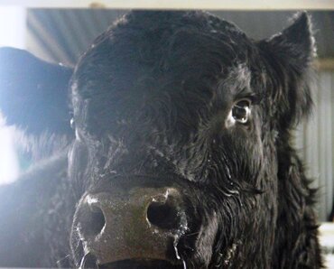 Angus Friel Mt Mable Angus - Stock for Sale - Annual Bull sale 2021 Sale Catalogue ...